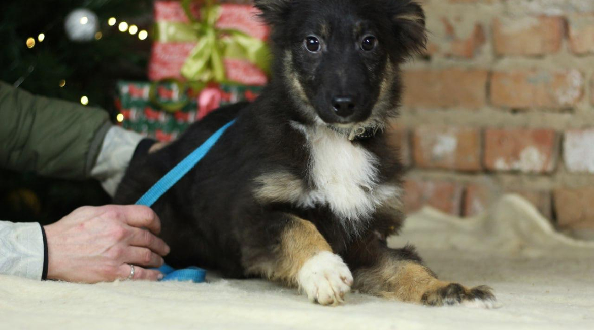 Chiens à adopter